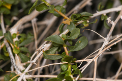 Amphipappus fremontii
