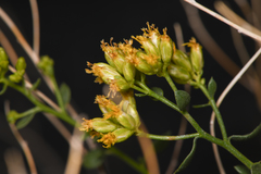 Amphipappus fremontii