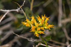 Amphipappus fremontii
