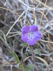 Phacelia vallis-mortae