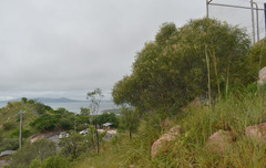 Acacia spirorbis solandri