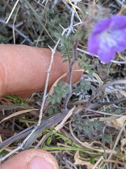 Phacelia vallis-mortae
