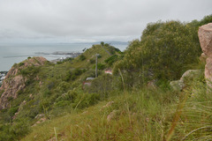 Acacia spirorbis solandri