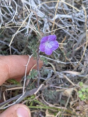Phacelia vallis-mortae