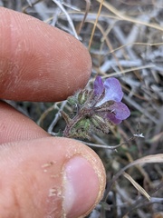 Phacelia vallis-mortae