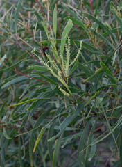 Acacia spirorbis solandri