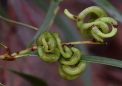 Acacia spirorbis solandri
