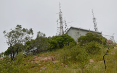 Acacia spirorbis solandri