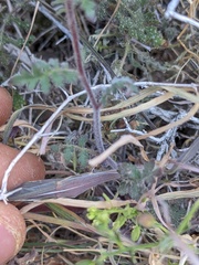 Phacelia vallis-mortae