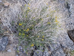 Amphipappus fremontii
