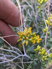 Amphipappus fremontii