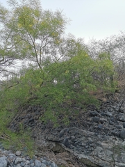 Astianthus viminalis