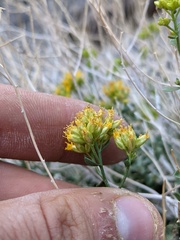 Amphipappus fremontii