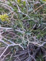 Amphipappus fremontii