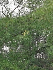 Astianthus viminalis