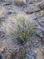 Amphipappus fremontii