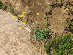 Taraxacum officinale