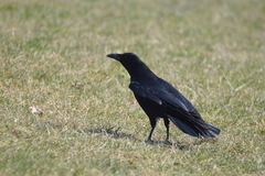 Corvus corone
