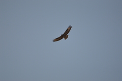 Buteo buteo