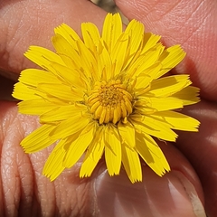 Taraxacum officinale