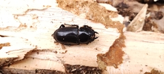 Dorcus hopei hopei