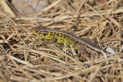 Lacerta agilis