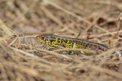 Lacerta agilis