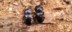 Dorcus hopei hopei