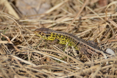 Lacerta agilis