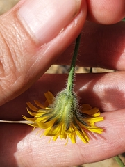 Taraxacum officinale