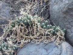 Sedum chazaroi