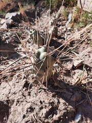 Tephrocactus aoracanthus