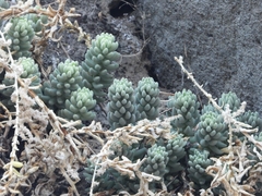 Sedum chazaroi