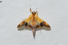 Tetracona pictalis
