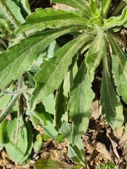 Taraxacum officinale