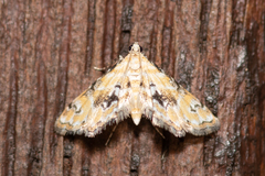 Parapoynx sinuosa