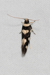 Macrobathra arrectella