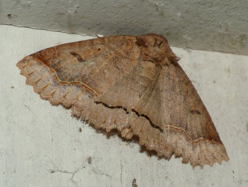 One-lined Zale Moth photo 4