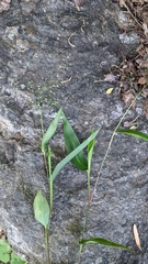 Dichanthelium commutatum commutatum