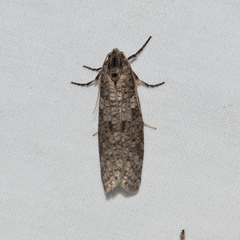 Lepidoscia euryptera