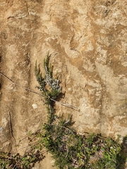 Erica arborea