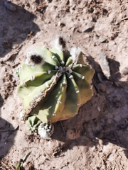 Echinopsis subdenudata