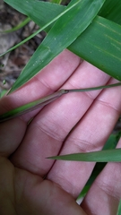 Dichanthelium commutatum commutatum