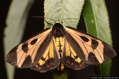 Dysschema centenaria