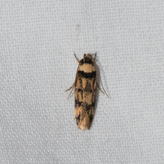Sphyrelata nefanda