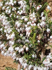 Erica arborea