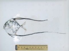 Alectis ciliaris