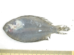 Tarphops oligolepis