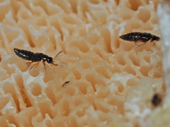 Gyrophaena polita