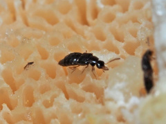 Gyrophaena polita